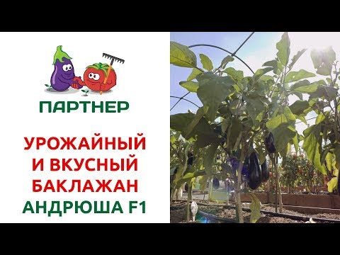 Видео про баклажан Андрюша от Партнер 