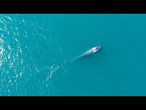 Qual der Wale – ein Wendepunkt erreicht?