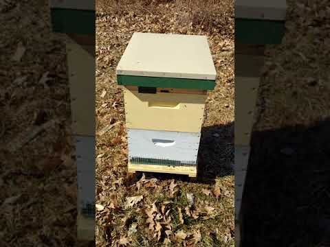 Comparing wood to poly hive activity