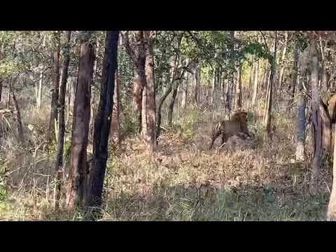 Tiger chasing Indian gaur at achanakmar tiger reserve || tiger hunting Indian bison 🦬 at achanakmar