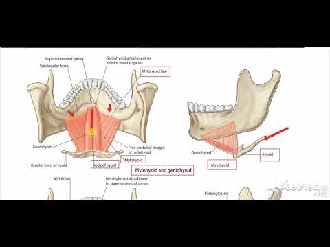 Mylohyoid muscle