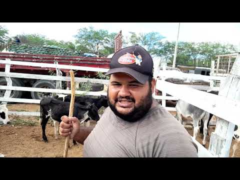 Feira do Gado em Santa Cruz do Capibaribe Pernambuco 09/03/2026.