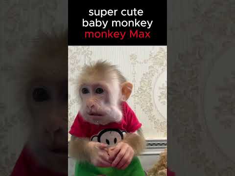 super cute! monkey max with a bag full of stuff #monkey #funnyanimal #Short