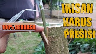 Download lagu Cara Sambung Sisip Mangga Masa Kini di Pohon Besar mp3