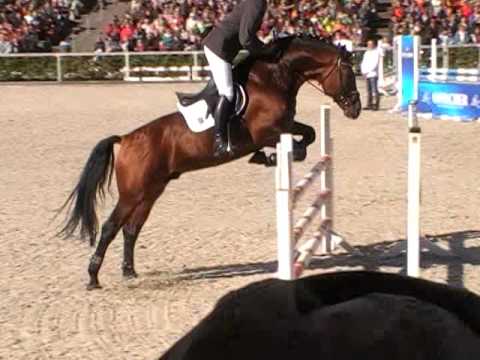 Palmares v.Peking  x Amantus Hengstparade 2015