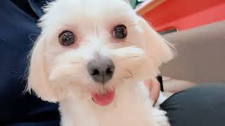 マルチーズの動画03