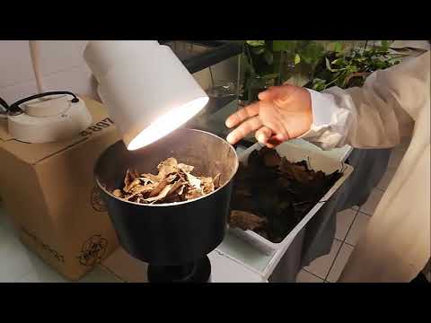 LABORATOIRE D'ENTOMOLOGIE la microfaune