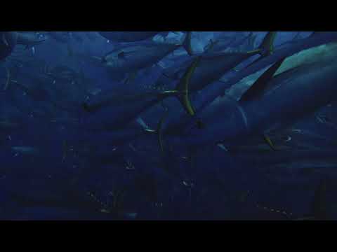 SCHOOL OF TUNA SWIMMING IN THE DEEP BLUE OCEAN 4K