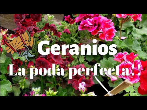 WHEN, HOW, AND WHY should we prune our geraniums?