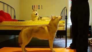 Desari's poison Ivy free stack training