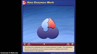 How Enzymes Work Animation