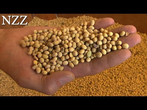 Soja – die Wunderbohne - Ausschnitt einer Dokumentation von NZZ Format