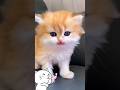 Cute Kitten Meow Meow ️ Shorts Kitten