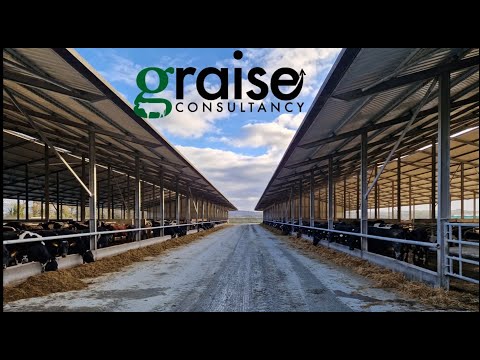 Managing 500+ cows through spring calving