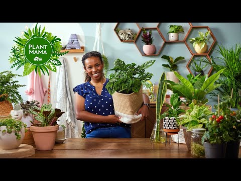 How to Pick the Perfect Indoor Plant | Plant Mama