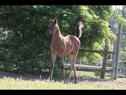 DF RASHAD by DF Malik Jamil x Rayhanah Bint Rebecca,grey colt born 2017