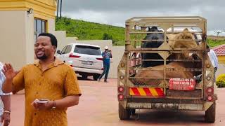 Download lagu Umculi kamaskandi uKhuzani uphiwa izinkomo usuku nosuku sekusondele udwendwe lakhe mp3