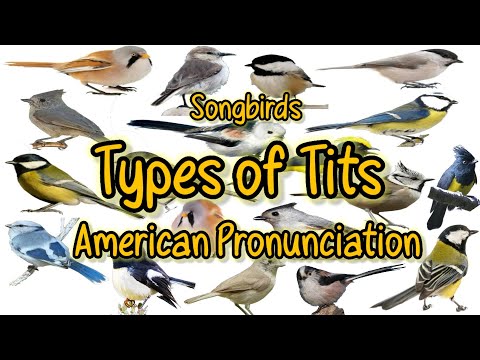 Learn Different Types Of Tit Birds / Tits Family / Songbirds / English American Pronunciation US