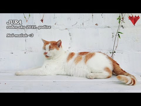 Upoznajte Juru Le Petita, gazdu Mačkovca!