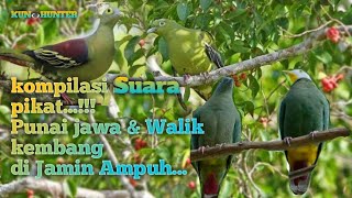 Download lagu Kompilasi Suara Pikat Burung Punai Jawa dan Walik Kembang mp3