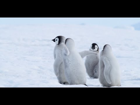 ⏰The nature crisis we need to solve. Narrated by Jason Momoa, UNEP Advocate for Life Below Water.