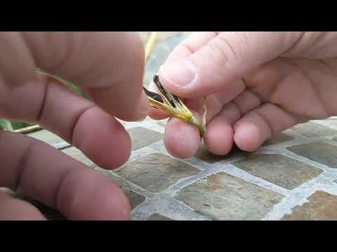 Step 1: Harvesting Hosta Seed Pods