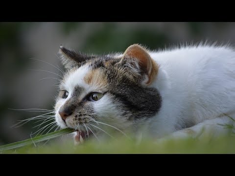 How to Get Cat Urine Smell Out of Clothes - Cleaning Up After Cats