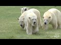 Polar Bear Mum And Cubs Arrive At Yorkshire Wildlife Park