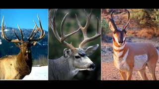 Mitch Miller - Home On The Range (HD)