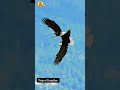 Wow...😲 Have you ever seen like this? Bald eagles mating ritual in the sky | Eagles dance in the sky