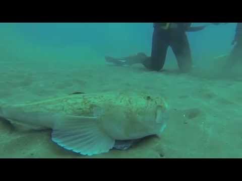 Deep Water Fish Delphinus diving In Taurito Gran Canaria GoPro Hero 3