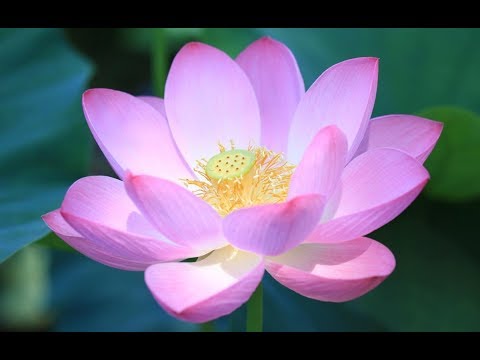 Lulja e shenjtë e lotusit në mjekësi