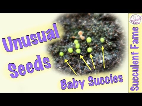 download lagu mp3 mp4 More Seeds, download lagu More Seeds gratis, unduh video klip More Seeds