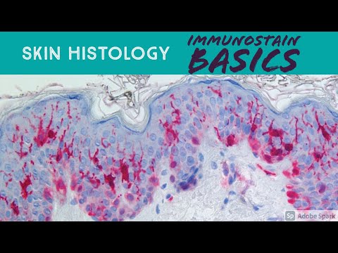 Skin Histology: Immunohistochemistry Basics (for Dermatology Histotechnologist Dermpath Pathology)