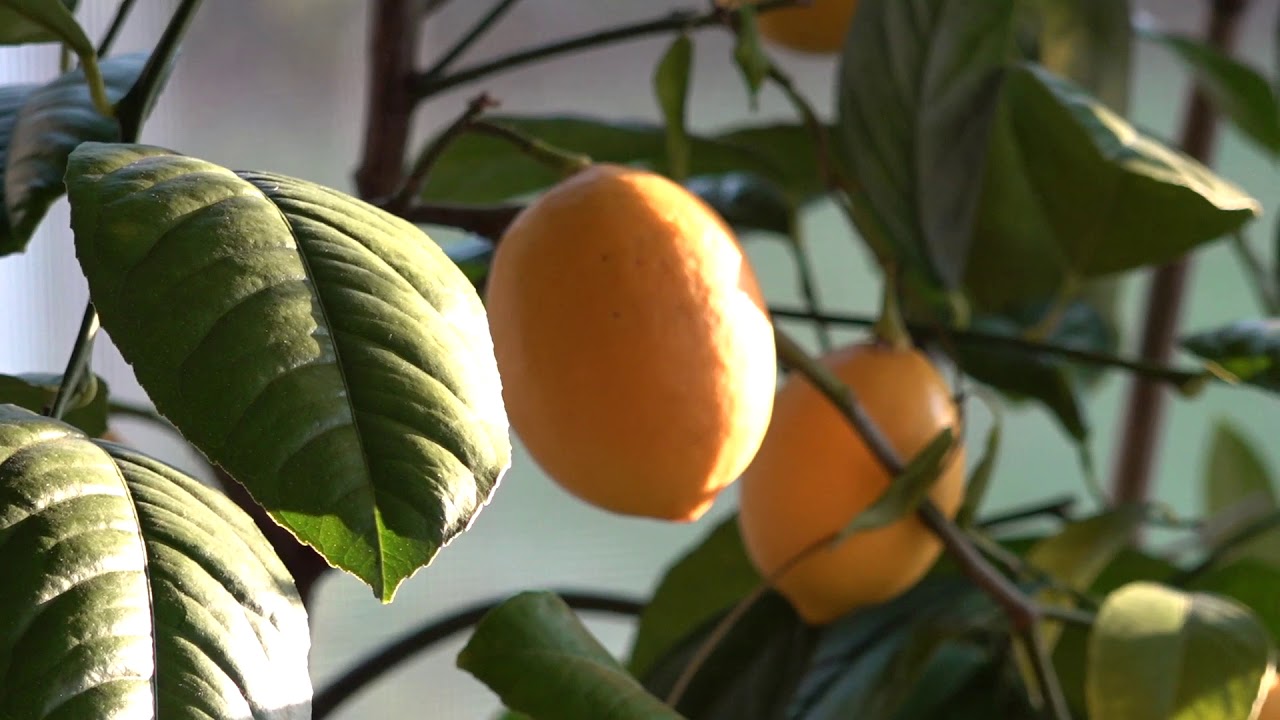 Growing Meyer Lemons Indoors - YouTube