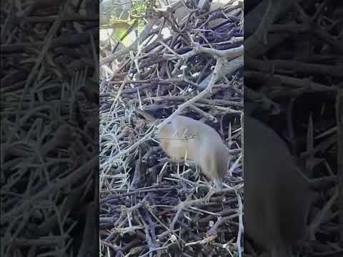 Aves que se observan y encuentran en Devoto Córdoba Espinero Chico Nikonp900