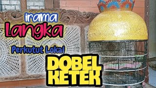 Download lagu Perkutut Lokal Klangenan 😍 irama Langka Super Mewah || Dobel Ketek Tembus‼️ mp3