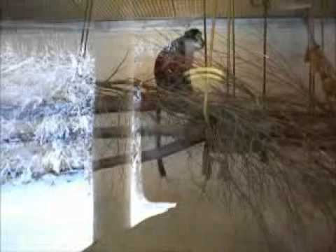 Mr Bean goes to Dublin Zoo