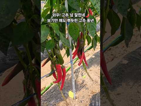 #탐지게달렸네#고추대풍년 #무효#신웅#중년감성#뮤비