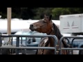 Horse Neighing
