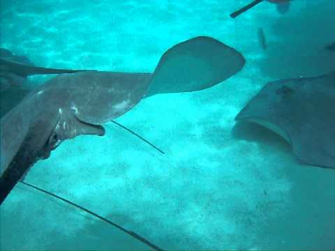 Swimming with Sharks and Stingrays in Moorea