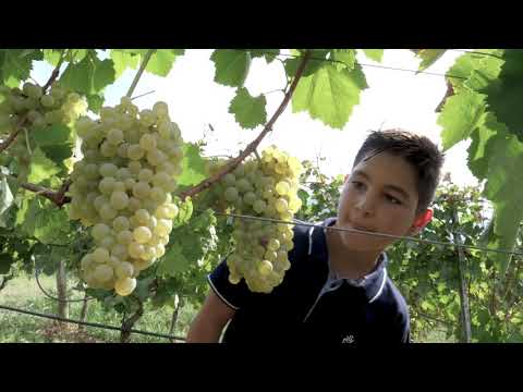 “Sannio-Falanghina” città europea del Vino 2019: il video presentato a Bruxelles “Sannio-Falanghina” città europea del Vino 2019: il video presentato a Bruxelles