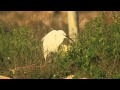 לבנית קטנה Little Egret
