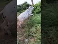 Cow Video Cow Animals