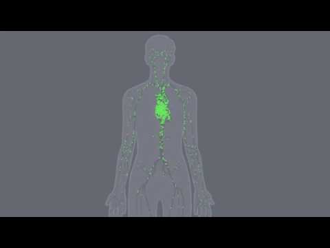 Where does TCE go in the body?