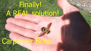 The BEST way to get rid of carpenter bees.  They were destroying my deck!