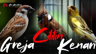 Download lagu MASTERAN CILILIN - GREJA TARUNG - KENARI | AUDIO JERNIH mp3