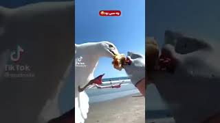 20 مهٔ 2022 video