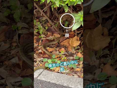 ヘビを寄せ付けない植物は何ですか?爬虫類を撃退し、怖がらせるための最も強力な6種を紹介します  庭園