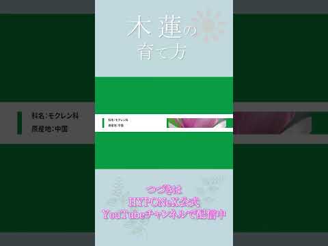 庭にマグノリアを植える方法と時期のヒントの推奨事項